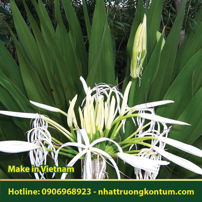 Cây Đại Tướng Quân - Crinum asiaticum - Túi 1kg