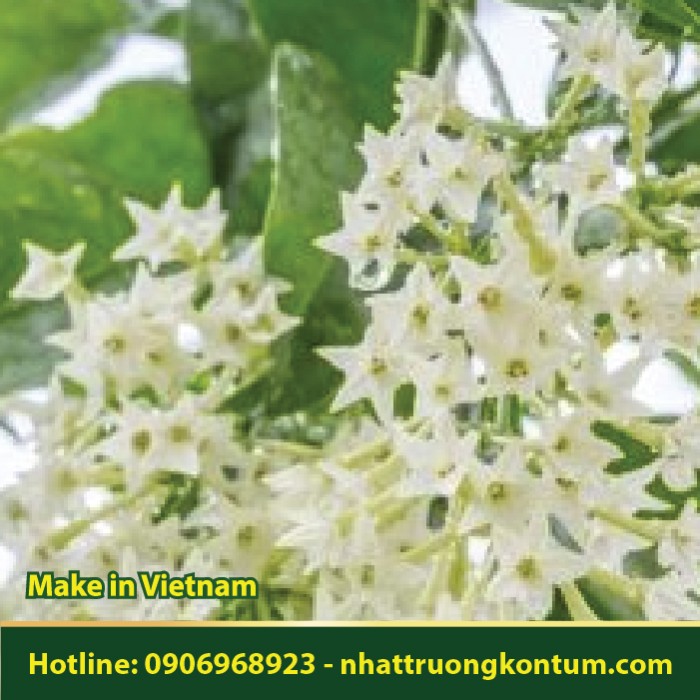Dạ Lý Hương - Cestrum nocturnum - Túi 1kg