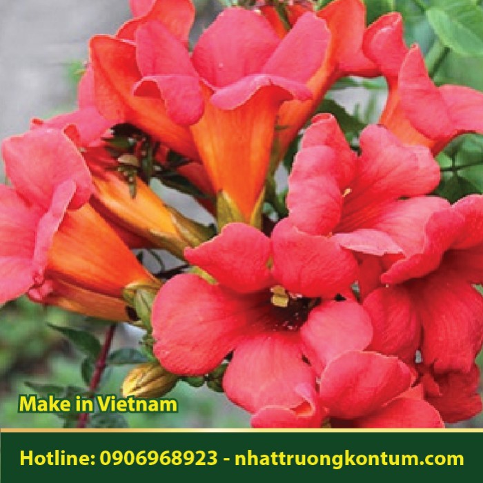 Đăng Tiêu - Campsis grandiflora - Túi 1kg