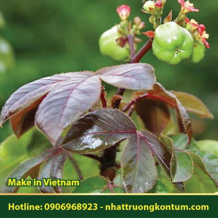 Dầu Mè Tía - Jatropha gossypifolia - Túi 1kg