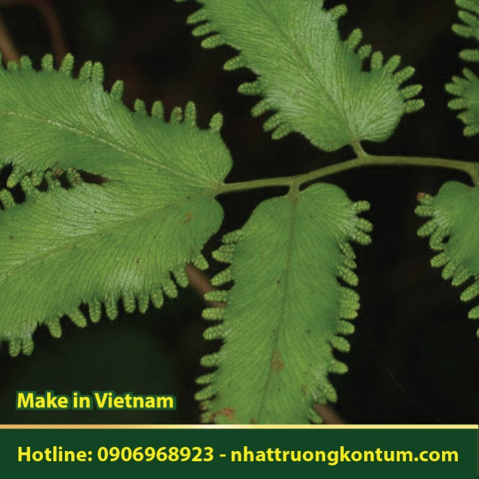 Dây Thòng Bong - Lygodium flexuosum - Túi 1kg