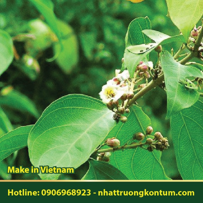 Dây Tơ Mành - Hiptage benghalensis - Túi 1kg