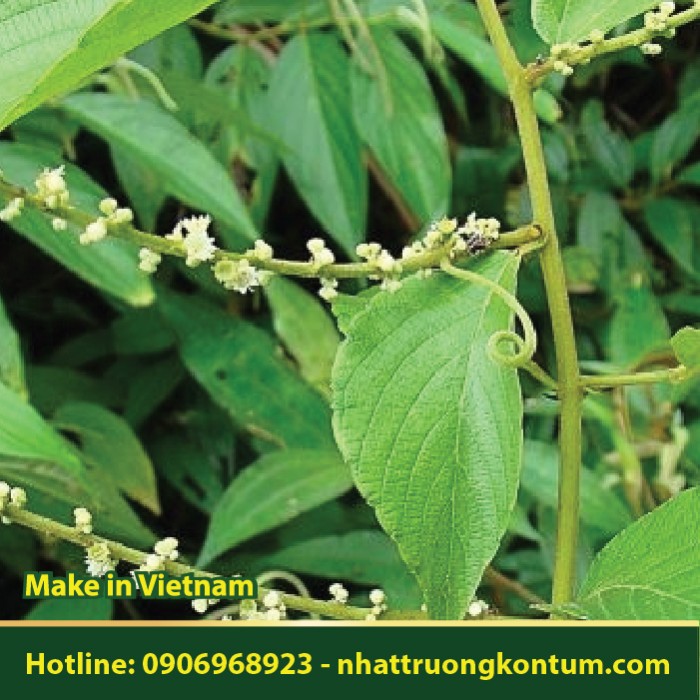 Dây Đòn Gánh - Đòn Gánh Xà Phòng - Gouania leptostachya - Túi 1kg