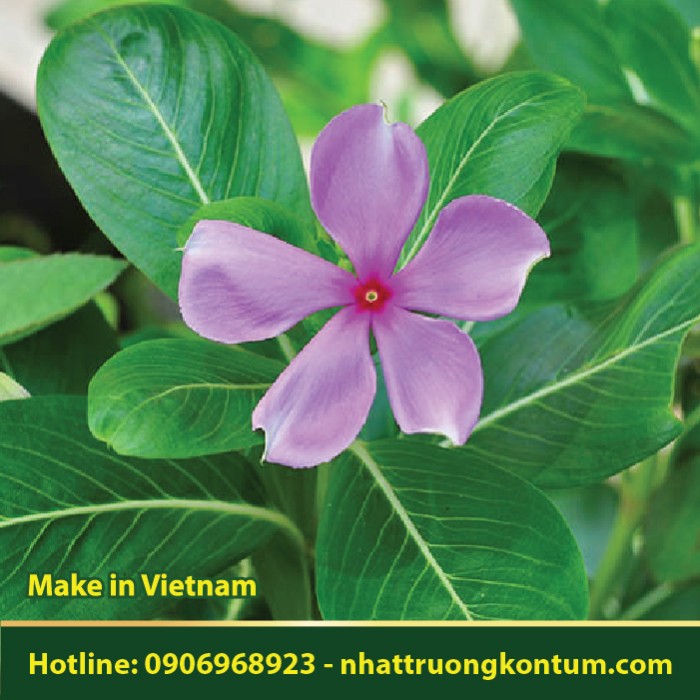 Dừa Cạn - Catharanthus roseus - Túi 1kg