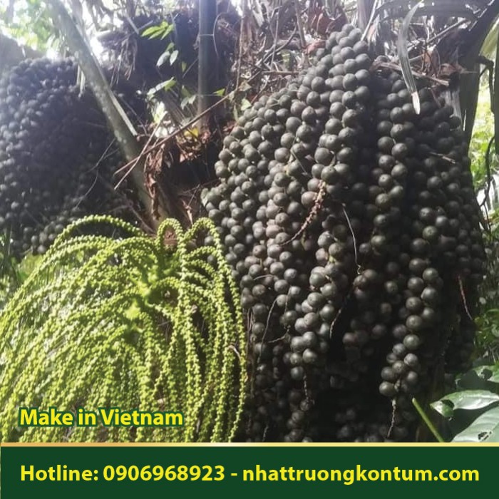 Hạt Đác - Arenga pinnata - Túi 1kg