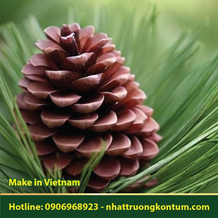 Hạt Thông - Pinus koraiensis - Túi 1kg