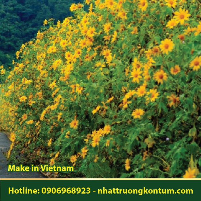 Hoa Dã Quỳ - Tithonia diversifolia - Túi 1kg