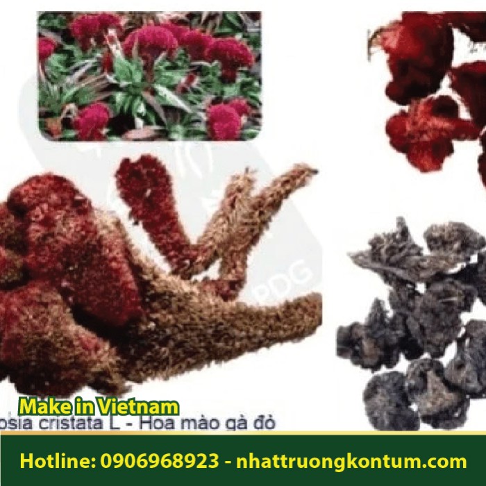 Hoa Mào Gà - Celosia cristata - Túi 1kg