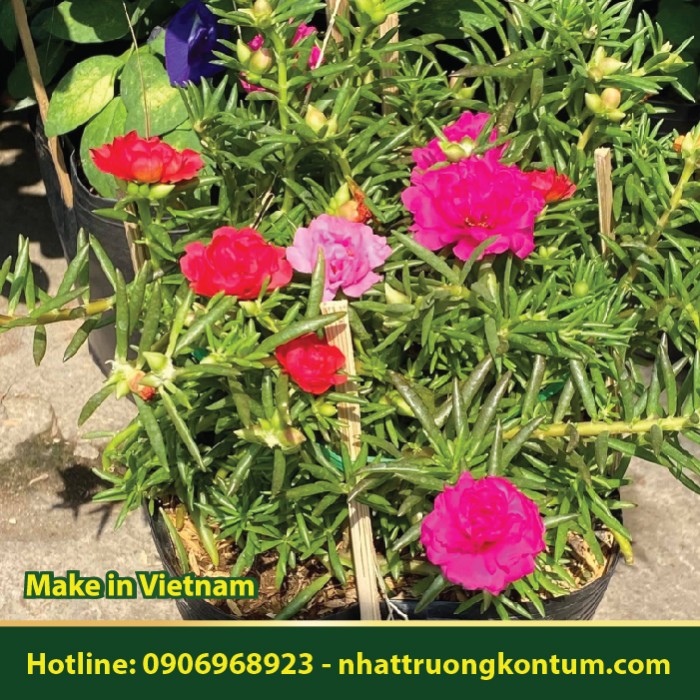 Hoa Mười Giờ - Portulaca grandiflora - Túi 1kg