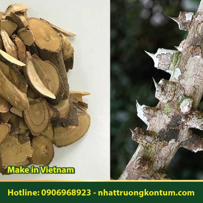 Hoàng Lực - Xuyên Tiêu - Zanthoxylum nitidum - Túi 1kg