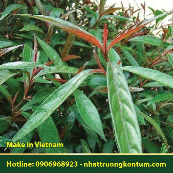 Hoàn Ngọc - Pseuderanthemum palatiferum - Túi 1kg