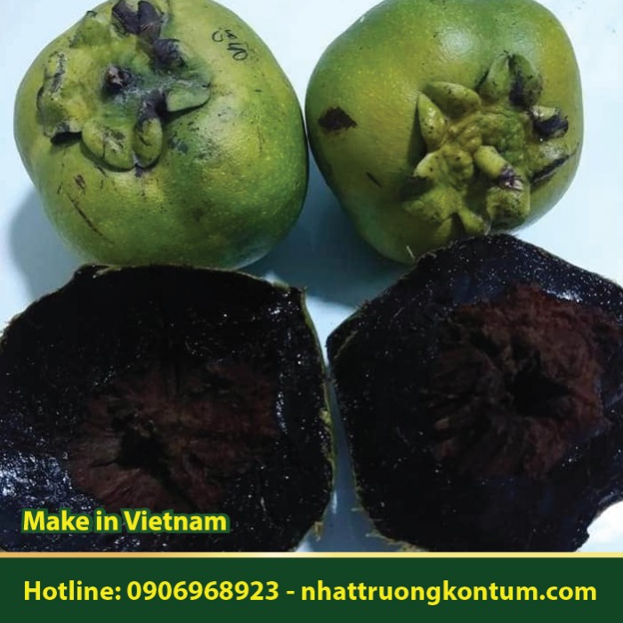 Hồng Socola - Diospyros nigra - Túi 1kg