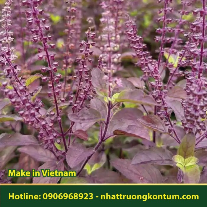 Hương Nhu Tía - Ocimum tenuiflorum - Túi 1kg