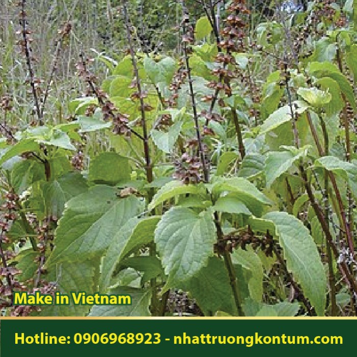 Hương Nhu Trắng - Ocimum gratissimum - Túi 1kg