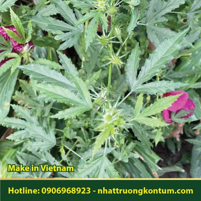 Cây Kê Náp - Hibiscus cannabinus - Túi 1kg