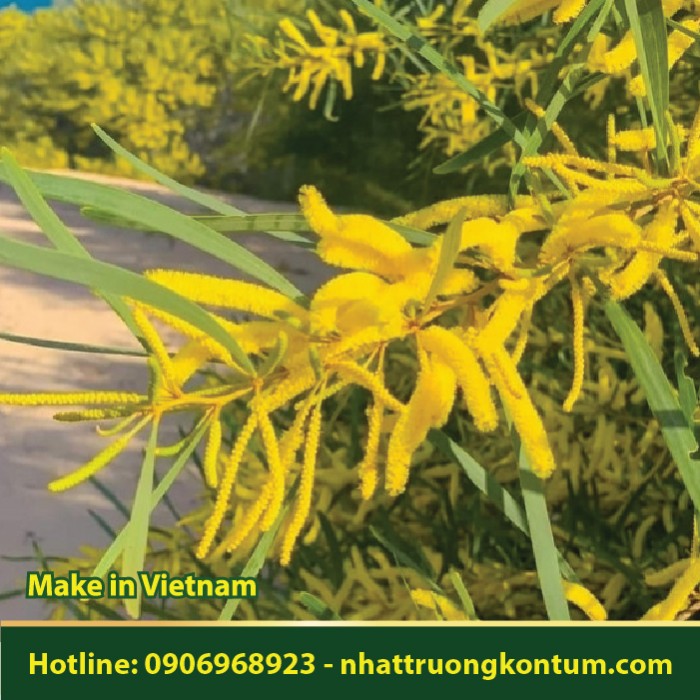 Keo Lá Tràm - Acacia auriculiformis - Túi 1kg