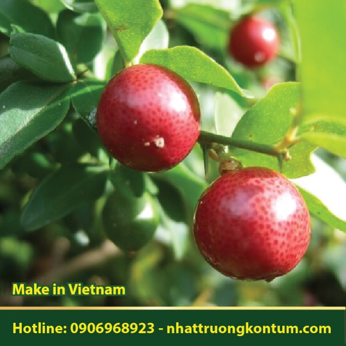 Kim Quýt - Kim Quất - Triphasia trifolia - Túi 1kg