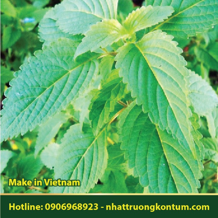 Kinh Giới - Elsholtzia ciliata - Túi 1kg