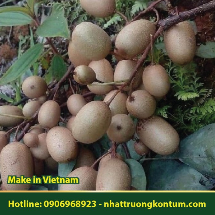 Kiwi Rừng - Actinidia deliciosa - Túi 1kg