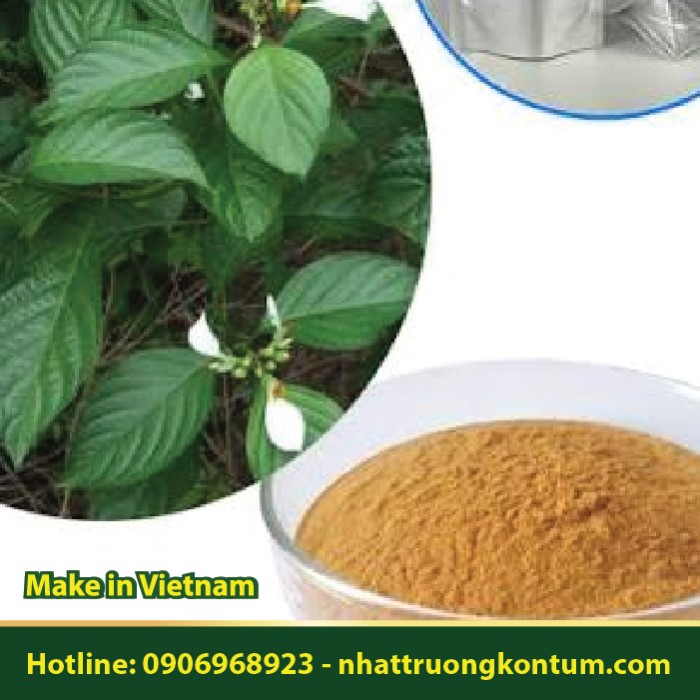 Bột Cây Bướm Bạc - Lá Bươm Bướm -  Mussaenda pubescens Powder - Túi 1kg