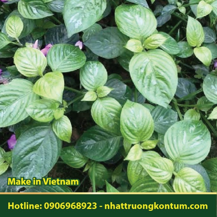 Lá Cẩm - Peristrophe bivalvis - Túi 1kg
