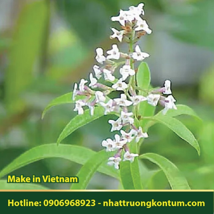 Cây Chanh Sả - Lemon Verbena - Aloysia citrodora - Túi 1kg