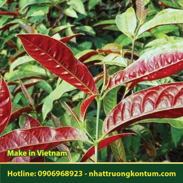 Cây Đơn Lá Đỏ - Excoecaria cochinchinensis - Túi 1kg