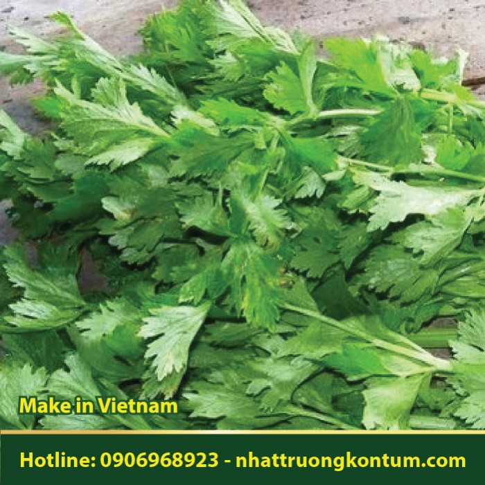 Lá Mùi Tây - Petroselinum crispum - Túi 1kg