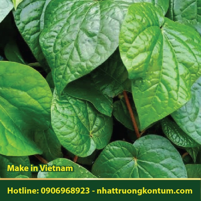 Lá Trầu Không - Piper betle - Túi 1kg