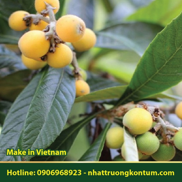 Lá Tỳ Bà Diệp - Eriobotrya japonica - Túi 1kg