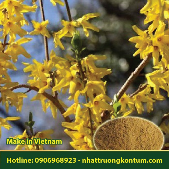 Bột Liên Kiều - Forsythia suspensa Powder - Túi 1kg