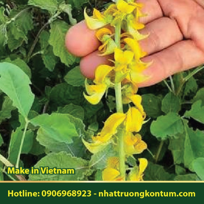 Cây Lục Lạc - Crotalaria pallida - Túi 1kg