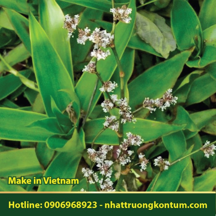 Lược Vàng - Callisia fragrans - Túi 1kg