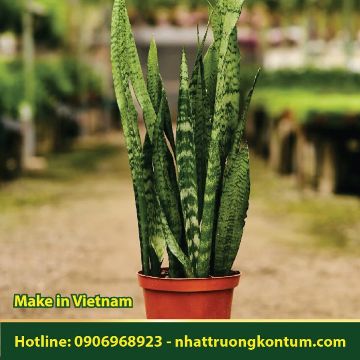 Cây Lưỡi Hổ - Dracaena trifasciata - Túi 1kg