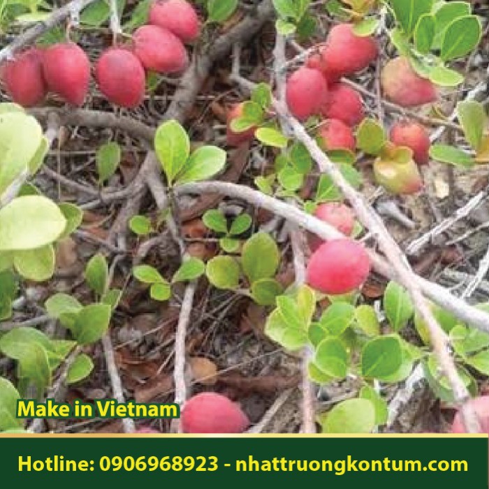 Cây Ma Dương - Trái Ma Dương - Xantolis maritima - Túi 1kg