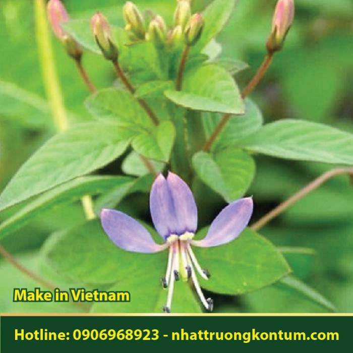 Mần Ri Hoa Tím - Cleome chelidonii - Túi 1kg
