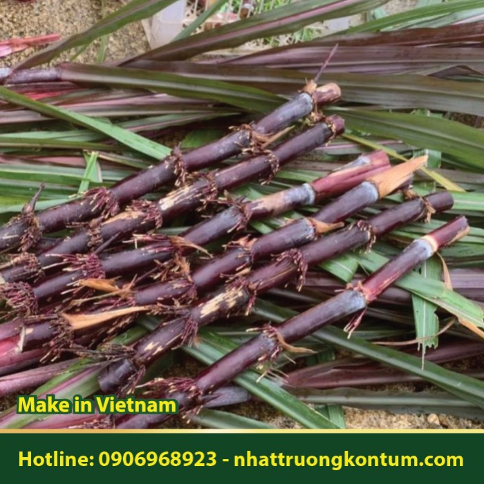 Mía Lan Điền - Bách Giải - Saccharum sinense - Túi 1kg