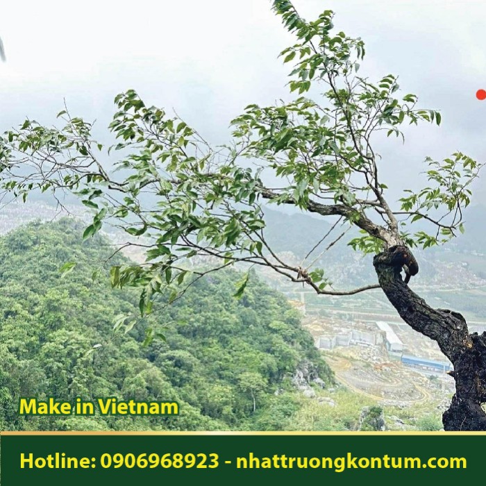 Muội Hồng - Syzygium myrtifolium - Túi 1kg