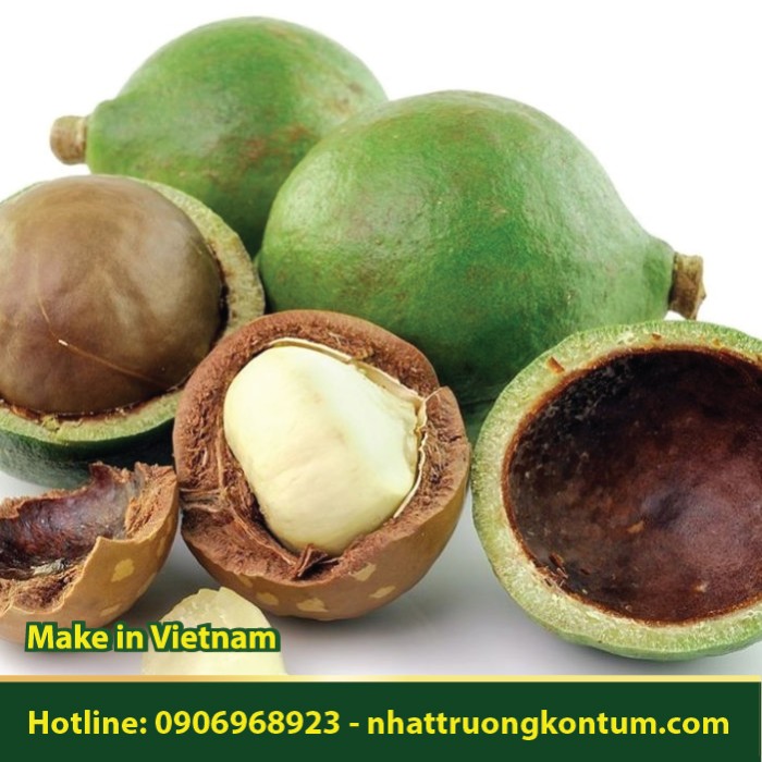 Mù U - Calophyllum inophyllum - Túi 1kg