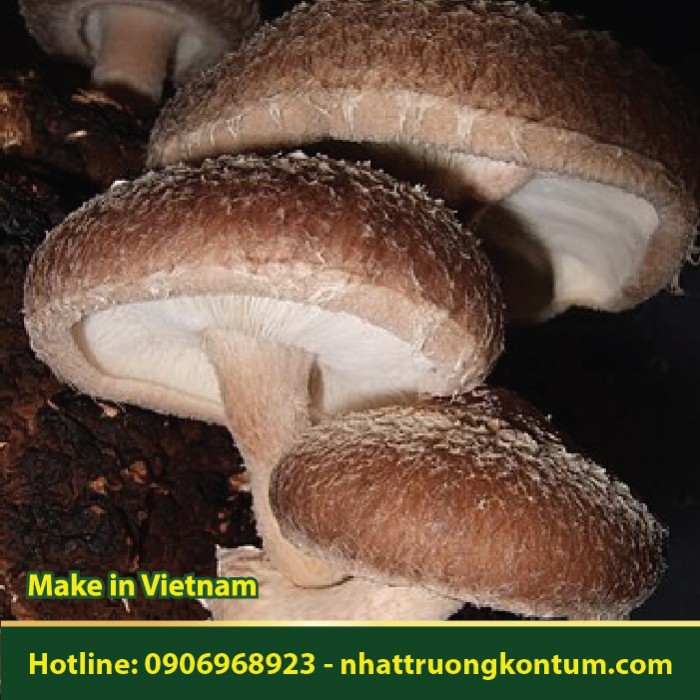 Nấm Hương - Lentinula edodes - Túi 1kg