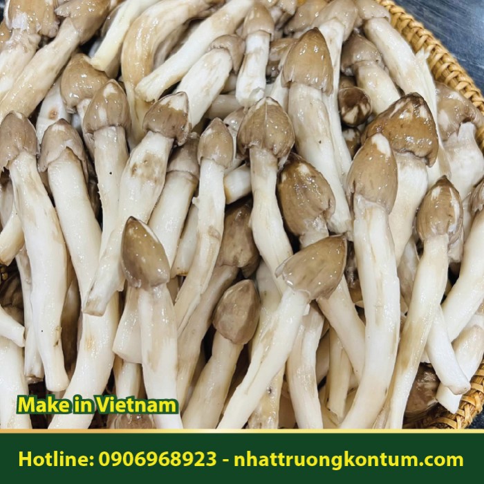 Nấm Mối - Termitomyces albuminosus - Túi 1kg