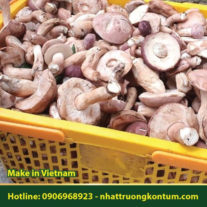 Nấm Tràm - Tylopilus felleus - Túi 1kg