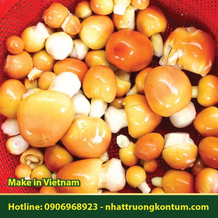 Nấm Trứng Gà - Amanita caesarea - Túi 1kg