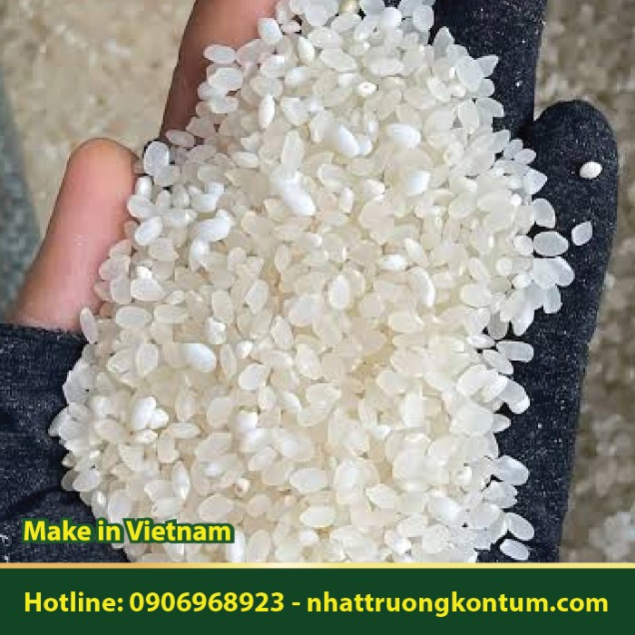 Hạt Nếp Lào - Nếp Kay Noi - Oryza sativa - Túi 1kg