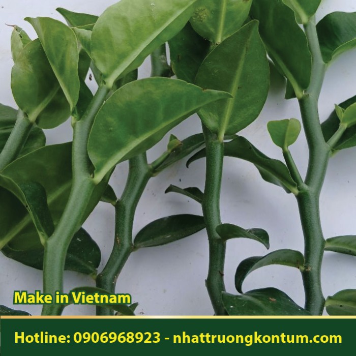 Cây Thuốc Giấu - Ngải Bưởi - Euphorbia tithymaloides - Túi 1kg