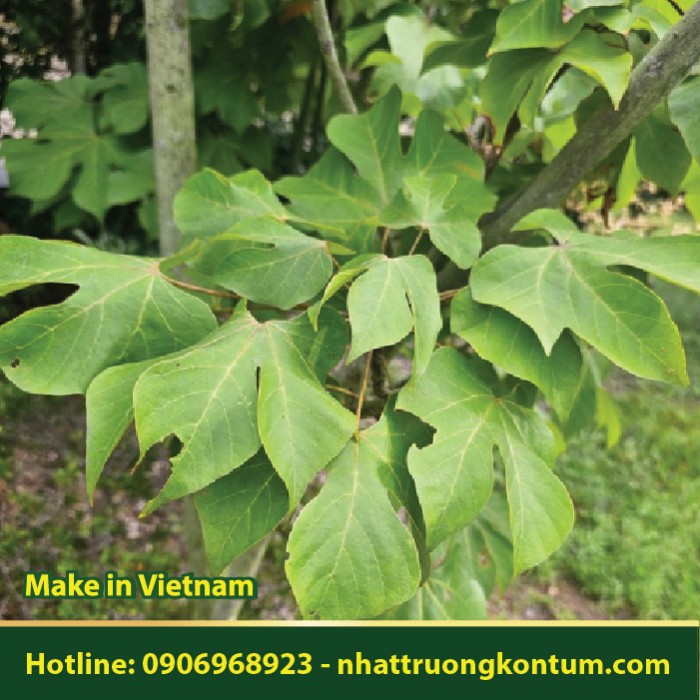 Ngô Đồng Thân Gỗ - Firmiana simplex - Túi 1kg