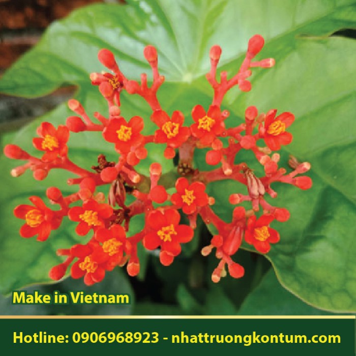 Cây Ngô Đồng Cảnh - Jatropha podagrica - Túi 1kg