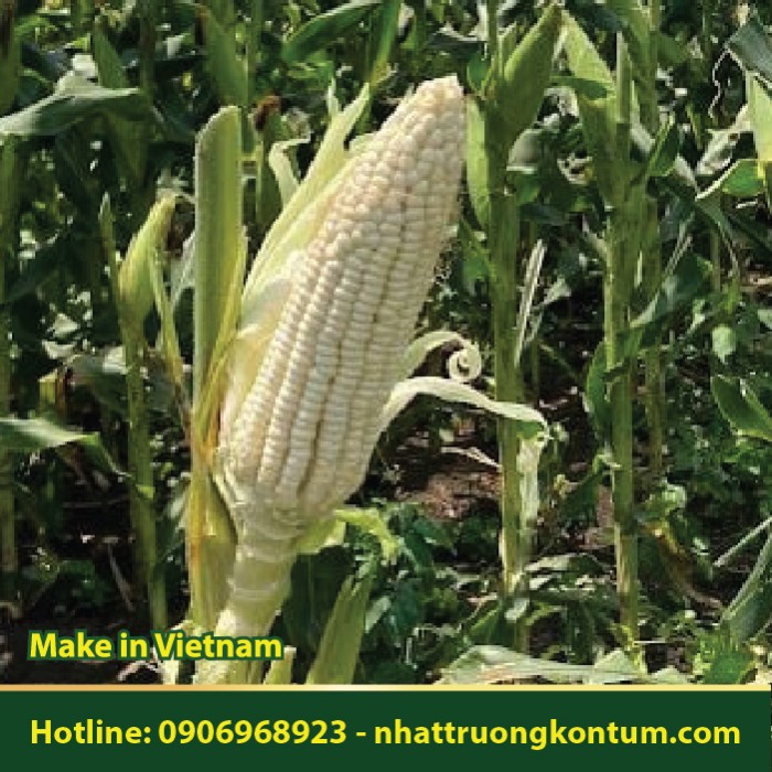 Ngô Nếp - Waxy corn - Túi 1kg