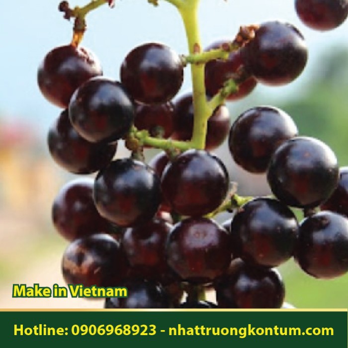 Nho Rừng - Vitis quinquangularis - Túi 1kg