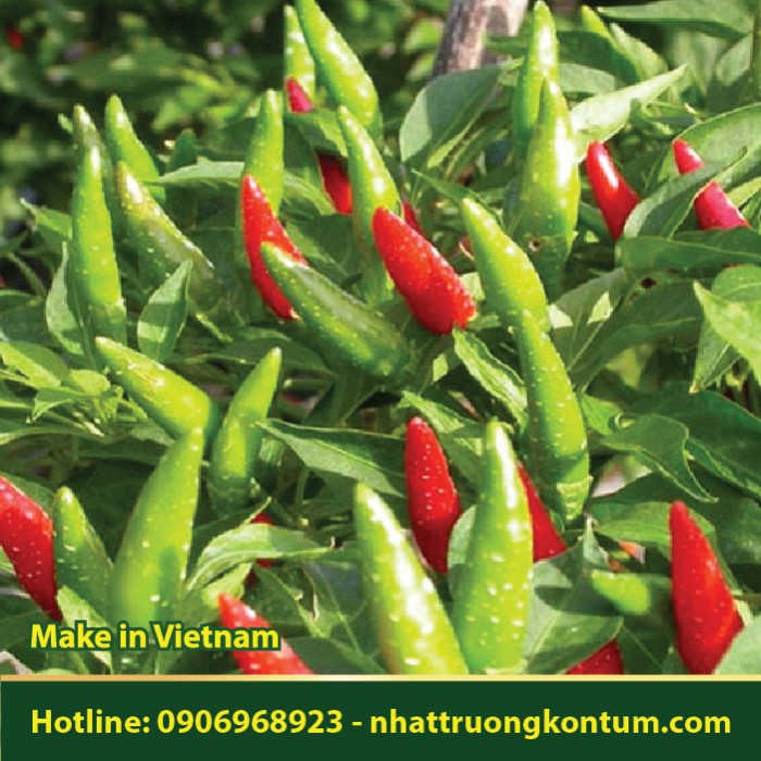 Ớt Chỉ Thiên - Capsicum frutescens - Túi 1kg